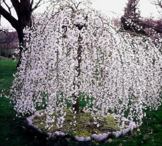 2 Weeping Cherry Trees 6-12" Tall Seedlings Live Plants 3"s - $69.81