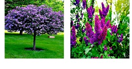 Common Lilac Purple Flower Tree 20 Seeds Fragrant Hardy Perennial Garden Plant - £15.14 GBP