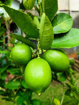 Bloomys 15 Seeds Key Lime Citrus Aurantifolia Fruit Tree Shrub - $14.39