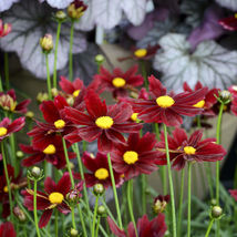 2.5&quot; pot sun coreopsis Red Elf compact tickseed raspberry - 1 Live Potted Plant - £38.70 GBP