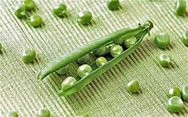 Pea Seed, Lincoln Peas, Heirloom, Non GMO, 200 Seeds, Perfect Peas - £4.71 GBP
