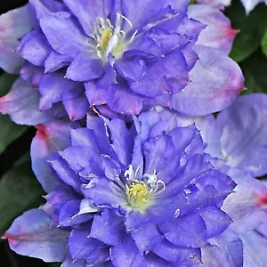 Fresh 25 Double Purple Pink Clematis Seeds Bloom Flowers Perennial Seed Flow - £7.56 GBP