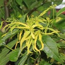 Ylang Ylang Or Perfume Tree 10 Tropical Seeds Cananga Odorata Fast Ship Fresh US - £14.36 GBP