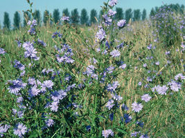 1000 Chicory Flower Seed Natural Herbal Tea Coffeeweed Edible Wildflower - £14.08 GBP