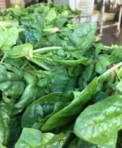 Spinach Riccio America - 25+ seeds - L 179 - $1.99