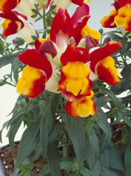 Snapdragon Seeds 50 Seeds Floral Showers Red And Yellow Bicolor Fresh Garden - £9.16 GBP