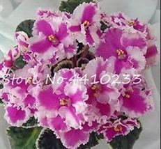 50 Seeds Purple Small Colorful African Flower Plants For Herbs Matthiola Incana  - $8.35