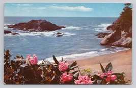 1960s Wild Rhododendron Blooms Washington Oregon California Vintage Postcard - £5.44 GBP