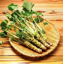 100 seeds Japanese Horseradish Seeds Wasabi Seed vegetablesfor Home Garden Plant - £11.57 GBP