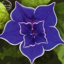 Dark Blue Japanese Morning Glory, 50 Seeds, double dark blue petals with white e - £6.07 GBP