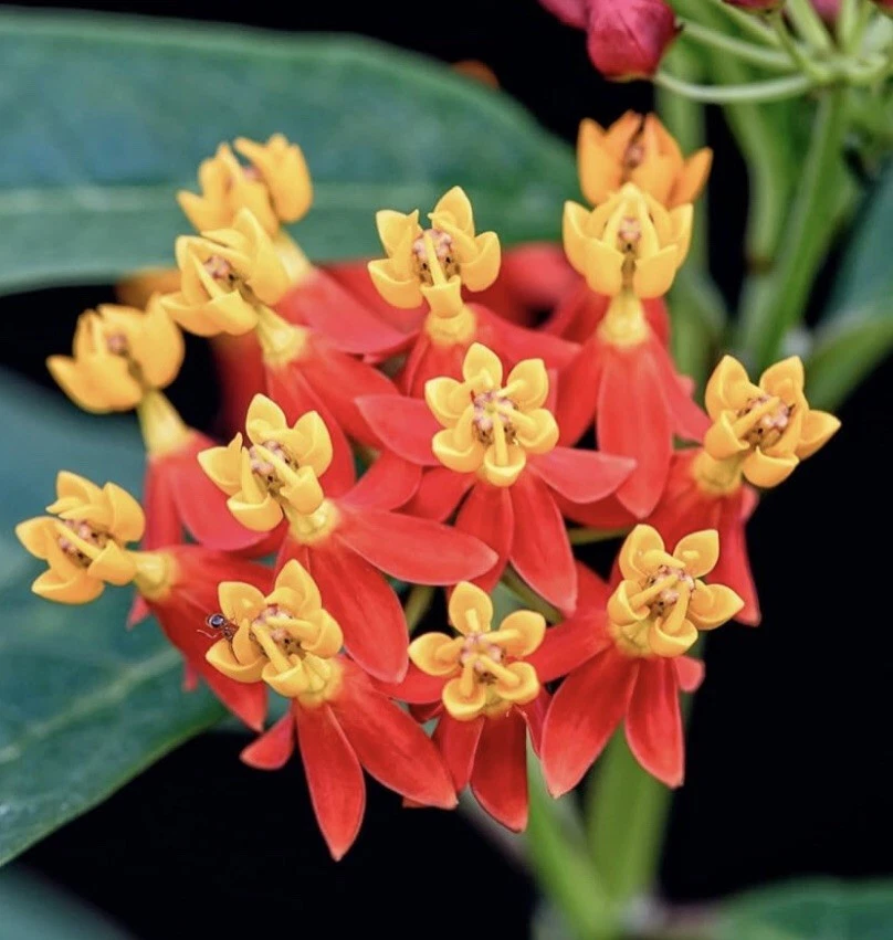 100 Milkweed Seeds – Monarch Butterfly Host Plant - €6,05 EUR