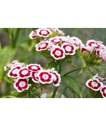 50 Holborn Glory Dianthus Barbatus Red &amp; White Bulk Seeds - $16.48 CAD