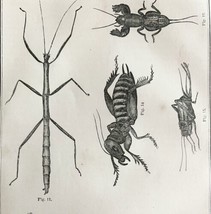 Walking Stick Crickets Katydids 1863 Victorian Farming Agriculture Insec... - $49.99