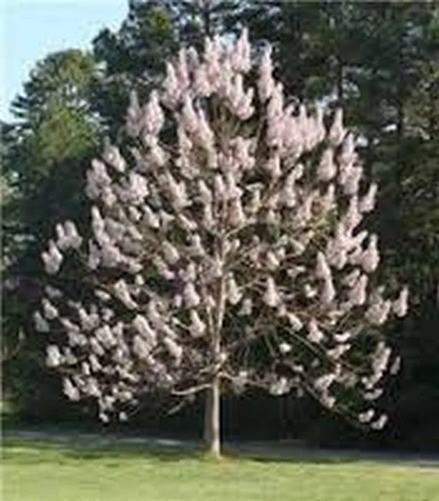 Sale Royal Paulownia Empress Tree 25 Seeds USA - £7.72 GBP