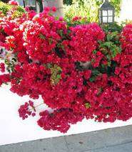 Well Rooted DOUBLE RED Live Bougainvillea starter/plug plant garden - £39.22 GBP