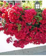Well Rooted DOUBLE RED Live Bougainvillea starter/plug plant garden - $49.99