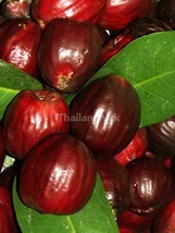 Rose Apple Syzygium malaccense 5 Seeds ThailandMrk - $5.00
