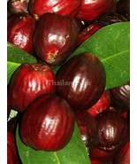 Rose Apple Syzygium malaccense 5 Seeds ThailandMrk - £3.90 GBP