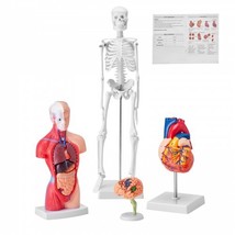 Human Anatomy Models Bundle Set, Brain, Human Torso Body, Heart, Skeleton Mo... - $74.62