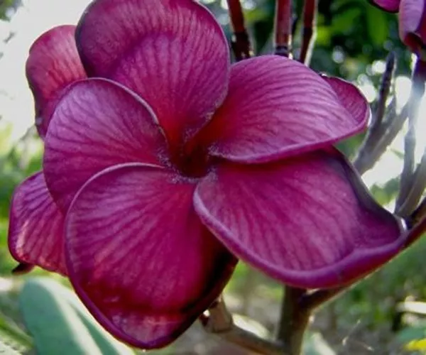 New Fresh 5 Dark Purple Plumeria Seeds Plants Flower Hawaiian Flowers Se - £10.97 GBP