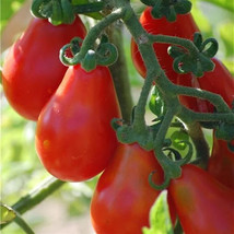 SEPT Red Pear Tomato Seeds 30 Seeds - £4.54 GBP