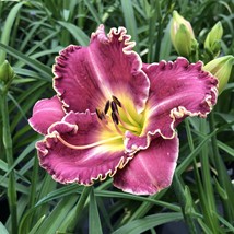 100 Hybrid Taglilie Blumen Samen Hemerocallis Lily Seeds - $91.79 MXN