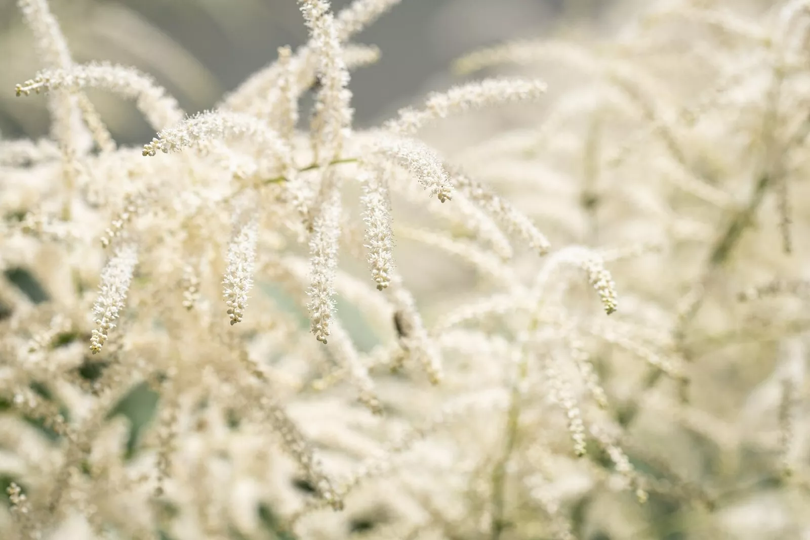 Goats Beard {Aruncus dioicus} Showy Plumes 100+ seeds  - $7.80
