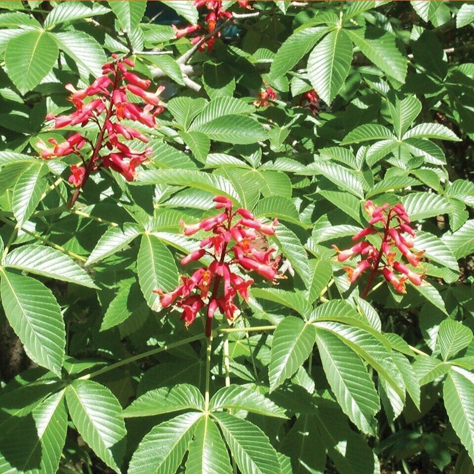5 Red Buckeye Nuts Aesculus Pavia Fresh USA Fast Shipping