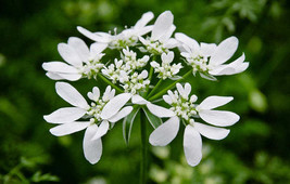 FREE SHIPPING Orlaya grandiflora Minoan Lace White Lace Flower 20 Seeds - £14.09 GBP