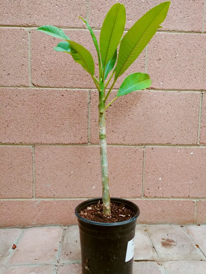 ROOTED PLUMERIA PLANT (Celadine) Easy to Grow - $72.95