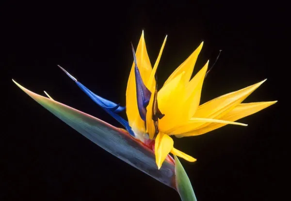 Yellow Bird Of Paradise Flower Seeds 5 Seeds To Grow Great Indoor Tropical P Fre - $21.92