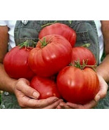 SYR 50 Seeds Crimson Cushion Beefs Tomato Juicy Tomatoe Vegetable Edible... - $18.86 CAD