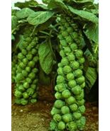 Long Island Brussel Sprout Vegetable 1000 Seeds - £7.07 GBP