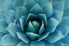 agave plant succulent southwest cactus teal b ceramic tile art mural backsplash - £46.69 GBP+