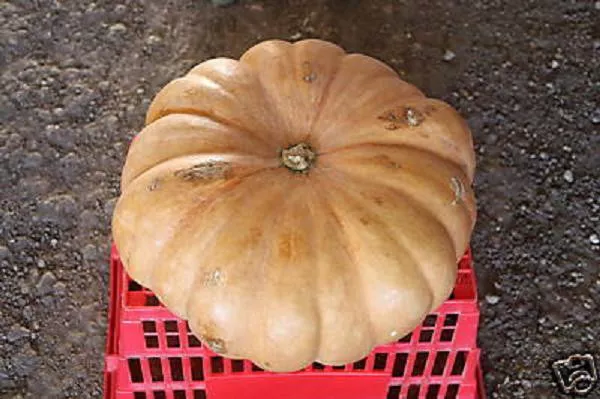 Long Island Cheese pumpkin edible sweet good taste calabaza fruit seed 5... - $18.01