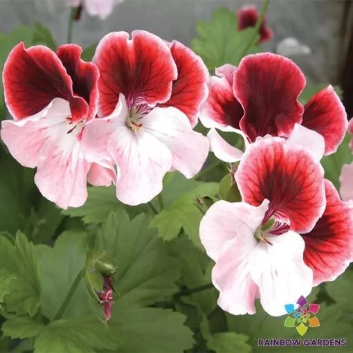 25 Ers Joy Geranium Seeds Fresh Seeds USA - £7.70 GBP