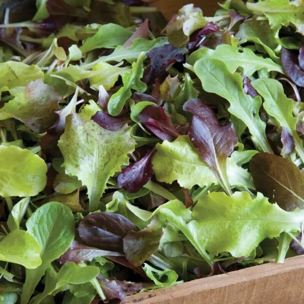 Allstar Gourmet Lettuce Mix Seeds For Planting (500 Seeds) Grow Heirloom Lettu G - £15.69 GBP