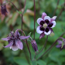 40 Columbine William Guinness Seeds USA SELLER - $9.58