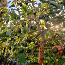 Avocado Seedling (Persea Americana) Live Fruit Tree 12”-24” - £39.38 GBP