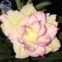 Jin Chan Adenium Desert Rose Seeds Pack 2 Seeds 5 Layer Yellow Petals With Littl - $6.29