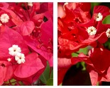 Ruby Bougainvillea Small Well Rooted Starter Plant - $46.93