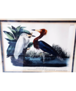 1840 AUDUBON ROYAL OCTAVO First Edition Litho "Reddish Egret" Plate 371-SALE!! - $788.46