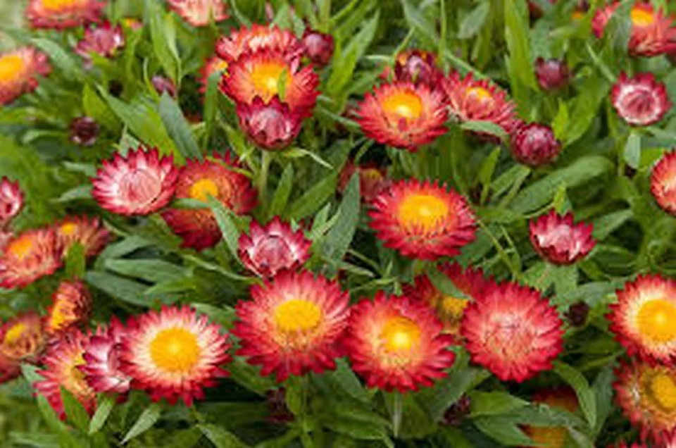 200 Fresh Seeds Strawflower Helichrysum Fireball - £9.21 GBP