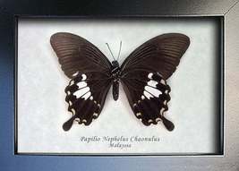 Real Swallowtail Butterfly Papilio Nephelus Entomology Collectible Shado... - £38.39 GBP
