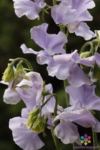 SL 50+ Chelsea Centenary Sweet Pea Seeds For Garden Planting - Usa - ! - £3.90 GBP