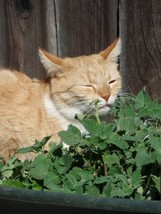 1000 seeds catmint catnip herb is a mint that cats like - $5.62