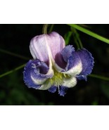 Clematis Crispa Curly Swamp Leatherflower Blue Jasmine 5 Seeds Fresh Fas... - €31,36 EUR
