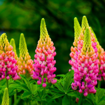 Lupine Bonsai Plants for Home Garden Easy to Grow - 200 Seeds - £9.48 GBP