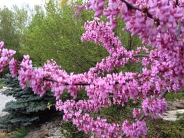 SEED- Eastern Redbud - Northern Grown Cercis canadensis Pink Spring Blooms - $5.74+