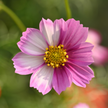 Cosmos Bipinnatus Fizzy Rose Picotee Flower 50 PCS Seeds - £6.39 GBP